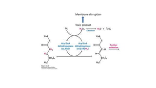 Membrane disruption
Toxic product
 