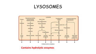 LYSOSOMES
Contains hydrolytic enzymes
 