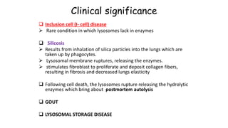 Clinical significance
 Inclusion cell (I- cell) disease
 Rare condition in which lysosomes lack in enzymes
 Silicosis
 Results from inhalation of silica particles into the lungs which are
taken up by phagocytes.
 Lysosomal membrane ruptures, releasing the enzymes.
 stimulates fibroblast to proliferate and deposit collagen fibers,
resulting in fibrosis and decreased lungs elasticity
 Following cell death, the lysosomes rupture releasing the hydrolytic
enzymes which bring about postmortem autolysis
 GOUT
 LYSOSOMAL STORAGE DISEASE
 