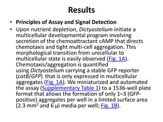 Results
• Principles of Assay and Signal Detection
• Upon nutrient depletion, Dictyostelium initiate a
multicellular developmental program involving
secretion of the chemoattractant cAMP that directs
chemotaxis and tight multi-cell aggregation. This
morphological transition from unicellular to
multicellular state is easily observed (Fig. 1A).
Chemotaxis/aggregation is quantified
using Dictyostelium carrying a stable GFP reporter
(cotB/GFP) that is only expressed in multicellular
aggregates (Fig. 1A). We miniaturized and automated
the assay (Supplementary Table 1) to a 1536-well plate
format that allows the formation of only 1–3 (GFP-
positive) aggregates per well in a limited surface area
(2.3 mm2 and 6 μl media per well; Fig. 1B).
 