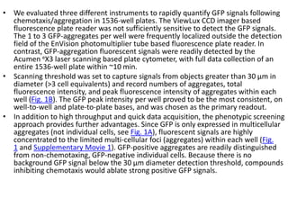 • We evaluated three different instruments to rapidly quantify GFP signals following
chemotaxis/aggregation in 1536-well plates. The ViewLux CCD imager based
fluorescence plate reader was not sufficiently sensitive to detect the GFP signals.
The 1 to 3 GFP-aggregates per well were frequently localized outside the detection
field of the EnVision photomultiplier tube based fluorescence plate reader. In
contrast, GFP-aggregation fluorescent signals were readily detected by the
Acumen eX3 laser scanning based plate cytometer, with full data collection of an
entire 1536-well plate within ~10 min.
• Scanning threshold was set to capture signals from objects greater than 30 μm in
diameter (>3 cell equivalents) and record numbers of aggregates, total
fluorescence intensity, and peak fluorescence intensity of aggregates within each
well (Fig. 1B). The GFP peak intensity per well proved to be the most consistent, on
well-to-well and plate-to-plate bases, and was chosen as the primary readout.
• In addition to high throughput and quick data acquisition, the phenotypic screening
approach provides further advantages. Since GFP is only expressed in multicellular
aggregates (not individual cells, see Fig. 1A), fluorescent signals are highly
concentrated to the limited multi-cellular foci (aggregates) within each well (Fig.
1 and Supplementary Movie 1). GFP-positive aggregates are readily distinguished
from non-chemotaxing, GFP-negative individual cells. Because there is no
background GFP signal below the 30 μm diameter detection threshold, compounds
inhibiting chemotaxis would ablate strong positive GFP signals.
 