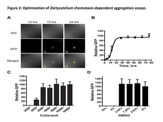 Figure 2: Optimization of Dictyostelium chemotaxis-dependent aggregation assays.
 