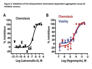 Figure 3: Validation of the Dictyostelium chemotaxis-dependent aggregation assay for
inhibitor screens.
 
