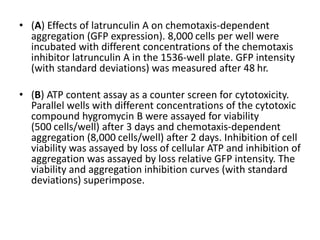 • (A) Effects of latrunculin A on chemotaxis-dependent
aggregation (GFP expression). 8,000 cells per well were
incubated with different concentrations of the chemotaxis
inhibitor latrunculin A in the 1536-well plate. GFP intensity
(with standard deviations) was measured after 48 hr.
• (B) ATP content assay as a counter screen for cytotoxicity.
Parallel wells with different concentrations of the cytotoxic
compound hygromycin B were assayed for viability
(500 cells/well) after 3 days and chemotaxis-dependent
aggregation (8,000 cells/well) after 2 days. Inhibition of cell
viability was assayed by loss of cellular ATP and inhibition of
aggregation was assayed by loss relative GFP intensity. The
viability and aggregation inhibition curves (with standard
deviations) superimpose.
 