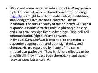 • We do not observe partial inhibition of GFP expression
by lactrunculin A across a broad concentration range
(Fig. 3A), as might have been anticipated; in addition,
smaller aggregates are not a characteristic of
inhibition. The non-linearity of the detected GFP signal
response is intrinsic to this unique phenotypic assay
and also provides significant advantage. First, cell-cell
communication (signal-relay) between
individual Dictyostelium is essential to chemotaxis-
dependent aggregation and both signal-relay and
chemotaxis are regulated by many of the same
intracellular pathways. Thus, inhibitory effects can be
amplified if they impact both chemotaxis and signal-
relay, as does latrunculin A.
 