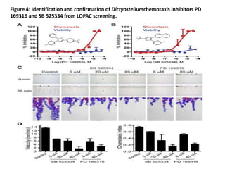 Figure 4: Identification and confirmation of Dictyosteliumchemotaxis inhibitors PD
169316 and SB 525334 from LOPAC screening.
 