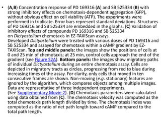 • (A,B) Concentration response of PD 169316 (A) and SB 525334 (B) with
strong inhibitory effects on chemotaxis-dependent aggregation (GFP),
without obvious effect on cell viability (ATP). The experiments were
performed in triplicate. Error bars represent standard deviations. Structures
of PD 169316 and SB 525334 are embedded in the graphs. (C) Validation of
inhibitory effects of compounds PD 169316 and SB 525334
on Dictyostelium chemotaxis in EZ-TAXIScan assays.
Developed Dictyostelium were treated with various doses of PD 169316 and
SB 525334 and assayed for chemotaxis within a cAMP gradient by EZ-
TAXIScan. Top and middle panels: the images show the positions of cells at
0 and 25 min of chemotaxis; at 25 min, control cells approach the end of the
gradient (see Figure S2A). Bottom panels: the images show migratory paths
of individual Dictyostelium during an entire chemotaxis assay. Cells are
depicted in migratory tracts as circles, progressing from red to blue during
increasing times of the assay. For clarity, only cells that moved in ten
consecutive frames are shown. Non-moving (e.g. stationary) features are
ignored by the algorithm, which compares objects among multiple images.
Data are representative of three independent experiments.
(See Supplementary Movie 2). (D) Chemotaxis parameters were calculated
using data obtained from (C). The chemotaxis velocity was computed as the
total chemotaxis path length divided by time. The chemotaxis index was
computed as the ratio of net path length toward cAMP compared to the
total path length.
 