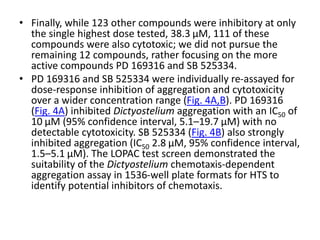 • Finally, while 123 other compounds were inhibitory at only
the single highest dose tested, 38.3 μM, 111 of these
compounds were also cytotoxic; we did not pursue the
remaining 12 compounds, rather focusing on the more
active compounds PD 169316 and SB 525334.
• PD 169316 and SB 525334 were individually re-assayed for
dose-response inhibition of aggregation and cytotoxicity
over a wider concentration range (Fig. 4A,B). PD 169316
(Fig. 4A) inhibited Dictyostelium aggregation with an IC50 of
10 μM (95% confidence interval, 5.1–19.7 μM) with no
detectable cytotoxicity. SB 525334 (Fig. 4B) also strongly
inhibited aggregation (IC50 2.8 μM, 95% confidence interval,
1.5–5.1 μM). The LOPAC test screen demonstrated the
suitability of the Dictyostelium chemotaxis-dependent
aggregation assay in 1536-well plate formats for HTS to
identify potential inhibitors of chemotaxis.
 