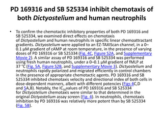 PD 169316 and SB 525334 inhibit chemotaxis of
both Dictyostelium and human neutrophils
• To confirm the chemotactic inhibitory properties of both PD 169316 and
SB 525334, we examined direct effects on chemotaxis
of Dictyostelium and human neutrophils in specific linear chemoattractant
gradients. Dictyostelium were applied to an EZ-TAXIScan channel, in a 0–
0.1 μM gradient of cAMP at room temperature, in the presence of varying
doses of PD 169316 or SB 525334 (Fig. 4C, Figure S2A, and Supplementary
Movie 2). A similar assay of PD 169316 and SB 525334 was performed
using fresh human neutrophils, under a 0–0.1 μM gradient of fMLP at
37 °C (Fig. 5A, Figure S2B, and Supplementary Movie 3). Dictyostelium and
neutrophils rapidly polarized and migrated efficiently in control chambers
in the presence of appropriate chemotactic agents. PD 169316 and SB
525334 inhibited chemotaxis velocity and directional index of both cells in
dose-dependent manners, albeit with different potencies (Figs 4C,D
and 5A,B). Notably, the IC50values of PD 169316 and SB 525334
for Dictyostelium chemotaxis were similar to that determined in the
original Dictyostelium assay screen (Fig. 4). In neutrophils, chemotaxis
inhibition by PD 169316 was relatively more potent than by SB 525334
(Fig. 5B).
 