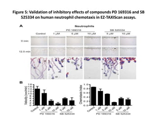Figure 5: Validation of inhibitory effects of compounds PD 169316 and SB
525334 on human neutrophil chemotaxis in EZ-TAXIScan assays.
 