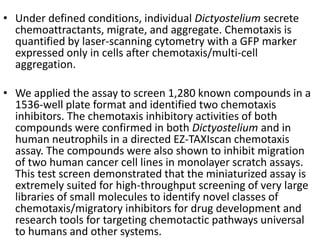 • Under defined conditions, individual Dictyostelium secrete
chemoattractants, migrate, and aggregate. Chemotaxis is
quantified by laser-scanning cytometry with a GFP marker
expressed only in cells after chemotaxis/multi-cell
aggregation.
• We applied the assay to screen 1,280 known compounds in a
1536-well plate format and identified two chemotaxis
inhibitors. The chemotaxis inhibitory activities of both
compounds were confirmed in both Dictyostelium and in
human neutrophils in a directed EZ-TAXIscan chemotaxis
assay. The compounds were also shown to inhibit migration
of two human cancer cell lines in monolayer scratch assays.
This test screen demonstrated that the miniaturized assay is
extremely suited for high-throughput screening of very large
libraries of small molecules to identify novel classes of
chemotaxis/migratory inhibitors for drug development and
research tools for targeting chemotactic pathways universal
to humans and other systems.
 
