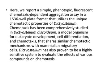 • Here, we report a simple, phenotypic, fluorescent
chemotaxis-dependent aggregation assay in a
1536-well plate format that utilizes the unique
chemotactic properties of Dictyostelium.
Chemotaxis has been comprehensively studied
in Dictyostelium discoideum, a model organism
for eukaryote development, cell differentiation,
and chemotaxis, that shares similar chemotactic
mechanisms with mammalian migratory
cells. Dictyostelium has also proven to be a highly
sensitive system to evaluate the effects of various
compounds on chemotaxis.
 