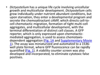 • Dictyostelium has a unique life cycle involving unicellular
growth and multicellular development. Dictyostelium cells
grow individually under nutrient abundant conditions, but
upon starvation, they enter a developmental program and
secrete the chemoattractant cAMP, which directs cell-to-
cell chemotactic migration, formation of tight multi-cell
aggregates, and multicellular development, with the
terminal differentiation of distinct cell classes. A GFP
reporter, which is only expressed upon chemotactic-
mediated aggregation, is used to assess chemotaxis-
dependent aggregation (Fig. 1A and Supplementary Movie
1). The assay was miniaturized and automated to a 1536-
well plate format, where GFP fluorescence can be rapidly
quantified (Fig. 1). A viability counter screen was also
developed and incorporated, to eliminate cytotoxic false
positives.
 