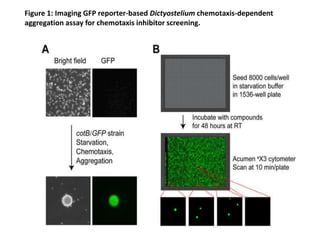 Figure 1: Imaging GFP reporter-based Dictyostelium chemotaxis-dependent
aggregation assay for chemotaxis inhibitor screening.
 