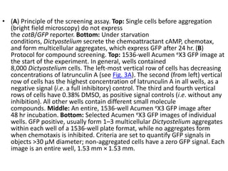 • (A) Principle of the screening assay. Top: Single cells before aggregation
(bright field microscopy) do not express
the cotB/GFP reporter. Bottom: Under starvation
conditions, Dictyostelium secrete the chemoattractant cAMP, chemotax,
and form multicellular aggregates, which express GFP after 24 hr. (B)
Protocol for compound screening. Top: 1536-well Acumen eX3 GFP image at
the start of the experiment. In general, wells contained
8,000 Dictyostelium cells. The left-most vertical row of cells has decreasing
concentrations of latrunculin A (see Fig. 3A). The second (from left) vertical
row of cells has the highest concentration of latrunculin A in all wells, as a
negative signal (i.e. a full inhibitory) control. The third and fourth vertical
rows of cells have 0.38% DMSO, as positive signal controls (i.e. without any
inhibition). All other wells contain different small molecule
compounds. Middle: An entire, 1536-well Acumen eX3 GFP image after
48 hr incubation. Bottom: Selected Acumen eX3 GFP images of individual
wells. GFP positive, usually form 1–3 multicellular Dictyostelium aggregates
within each well of a 1536-well plate format, while no aggregates form
when chemotaxis is inhibited. Criteria are set to quantify GFP signals in
objects >30 μM diameter; non-aggregated cells have a zero GFP signal. Each
image is an entire well, 1.53 mm × 1.53 mm.
 