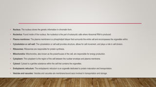 Store Nucleus Cell biology | PPTX