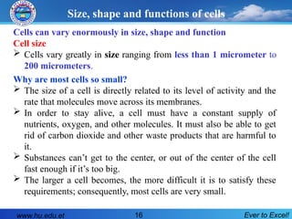 Cells can vary enormously in size, shape and function
Cell size
 Cells vary greatly in size ranging from less than 1 micrometer to
200 micrometers.
Why are most cells so small?
 The size of a cell is directly related to its level of activity and the
rate that molecules move across its membranes.
 In order to stay alive, a cell must have a constant supply of
nutrients, oxygen, and other molecules. It must also be able to get
rid of carbon dioxide and other waste products that are harmful to
it.
 Substances can’t get to the center, or out of the center of the cell
fast enough if it’s too big.
 The larger a cell becomes, the more difficult it is to satisfy these
requirements; consequently, most cells are very small.
Size, shape and functions of cells
www.hu.edu.et Ever to Excel!
16
 