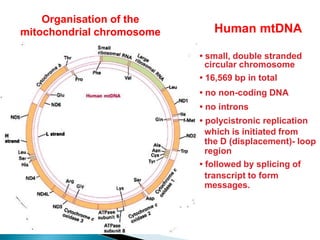 cell biology class 17th N ovember mitochondria 2015.ppt