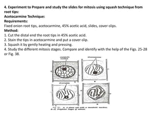 4. Experiment to Prepare and study the slides for mitosis using squash technique from
root tips:
Acetocarmine Technique:
Requirements:
Fixed onion root tips, acetocarmine, 45% acetic acid, slides, cover-slips.
Method:
1. Cut the distal end the root tips in 45% acetic acid.
2. Stain the tips in acetocarmine and put a cover-slip.
3. Squash it by gently heating and pressing.
4. Study the different mitosis stages. Compare and identify with the help of the Figs. 25-28
or Fig. 38.
 