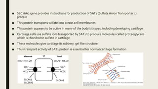 ■ SLC26A2 gene provides instructions for production of SAT1 (Sulfate AnionTransporter 1)
protein
■ This protein transports sulfate ions across cell membranes
■ This protein appears to be active in many of the body's tissues, including developing cartilage
■ Cartilage cells use sulfate ions transported by SAT1 to produce molecules called proteoglycans
which is chondroitin sulfate in cartilage
■ These molecules give cartilage its rubbery, gel like structure
■ Thus transport activity of SAT1 protein is essential for normal cartilage formation
 