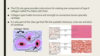 ■ The COL2A1 gene provides instructions for making one component of type II
collagen called Pro-Alpha 1(II) Chain
■ Collagen type II adds structure and strength to connective tissues specially
cartilage
■ It is also part of the clear gel that fills the eyeballs (Vitreous), inner ear and discs
of vertebrae
 