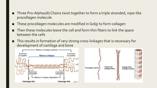 ■ Three Pro-Alpha1(II) Chains twist together to form a triple stranded, rope-like
procollagen molecule
■ These procollagen molecules are modified in Golgi to form collagen
■ Then these molecules leave the cell and form thin fibers to link the space
between the cells
■ This results in formation of very strong cross-linkages that is necessary for
development of cartilage and bone
 