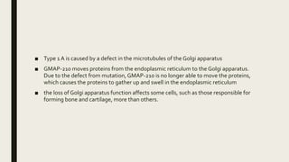 ■ Type 1 A is caused by a defect in the microtubules of the Golgi apparatus
■ GMAP-210 moves proteins from the endoplasmic reticulum to the Golgi apparatus.
Due to the defect from mutation, GMAP-210 is no longer able to move the proteins,
which causes the proteins to gather up and swell in the endoplasmic reticulum
■ the loss of Golgi apparatus function affects some cells, such as those responsible for
forming bone and cartilage, more than others.
 