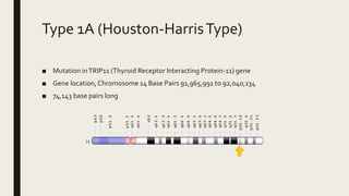 Type 1A (Houston-HarrisType)
■ Mutation inTRIP11 (Thyroid Receptor Interacting Protein-11) gene
■ Gene location,Chromosome 14 Base Pairs 91,965,991 to 92,040,134
■ 74,143 base pairs long
 