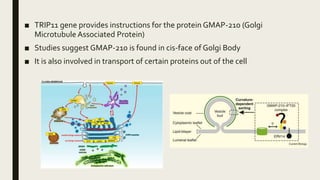 ■ TRIP11 gene provides instructions for the protein GMAP-210 (Golgi
Microtubule Associated Protein)
■ Studies suggest GMAP-210 is found in cis-face of Golgi Body
■ It is also involved in transport of certain proteins out of the cell
 