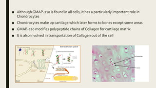 ■ Although GMAP-210 is found in all cells, it has a particularly important role in
Chondrocytes
■ Chondrocytes make up cartilage which later forms to bones except some areas
■ GMAP-210 modifies polypeptide chains of Collagen for cartilage matrix
■ It is also involved in transportation of Collagen out of the cell
 