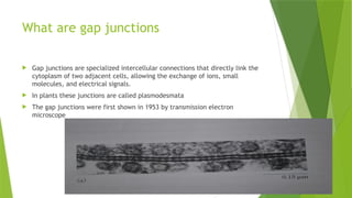 cell biology gap junctions.formation, functions pptx | PPTX