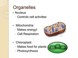 Organelles
 Nucleus
◦ Controls cell activities
 Mitochondria:
◦ Makes energy!
◦ Cell Respiration
 Chloroplast:
◦ Makes food for plants
◦ Photosynthesis
 