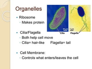 Organelles
 Ribosome
◦ Makes protein
 Cilia/Flagella
◦ Both help cell move
◦ Cilia= hair-like Flagella= tail
 Cell Membrane:
◦ Controls what enters/leaves the cell
 