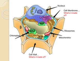 Nucleus
Cell Membrane…
What’s it made
of?
Ribosomes
Mitochondria
Chloroplast
Cell Wall…
What’s it made of?
 