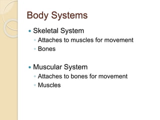 Body Systems
 Skeletal System
◦ Attaches to muscles for movement
◦ Bones
 Muscular System
◦ Attaches to bones for movement
◦ Muscles
 