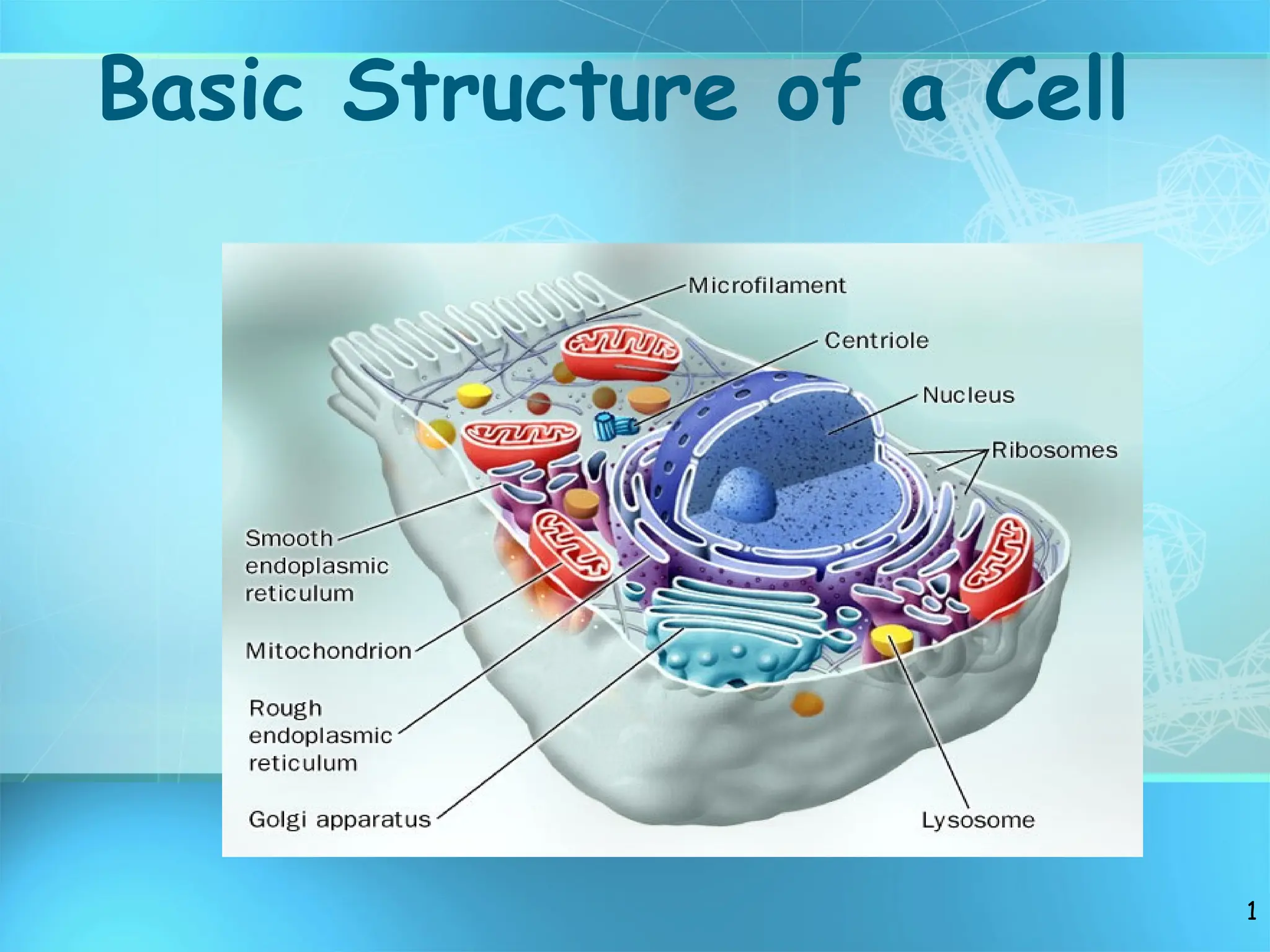 BASIC STRUCTURE OF TYPICAL ANIMAL CELL & TYPES | PPT