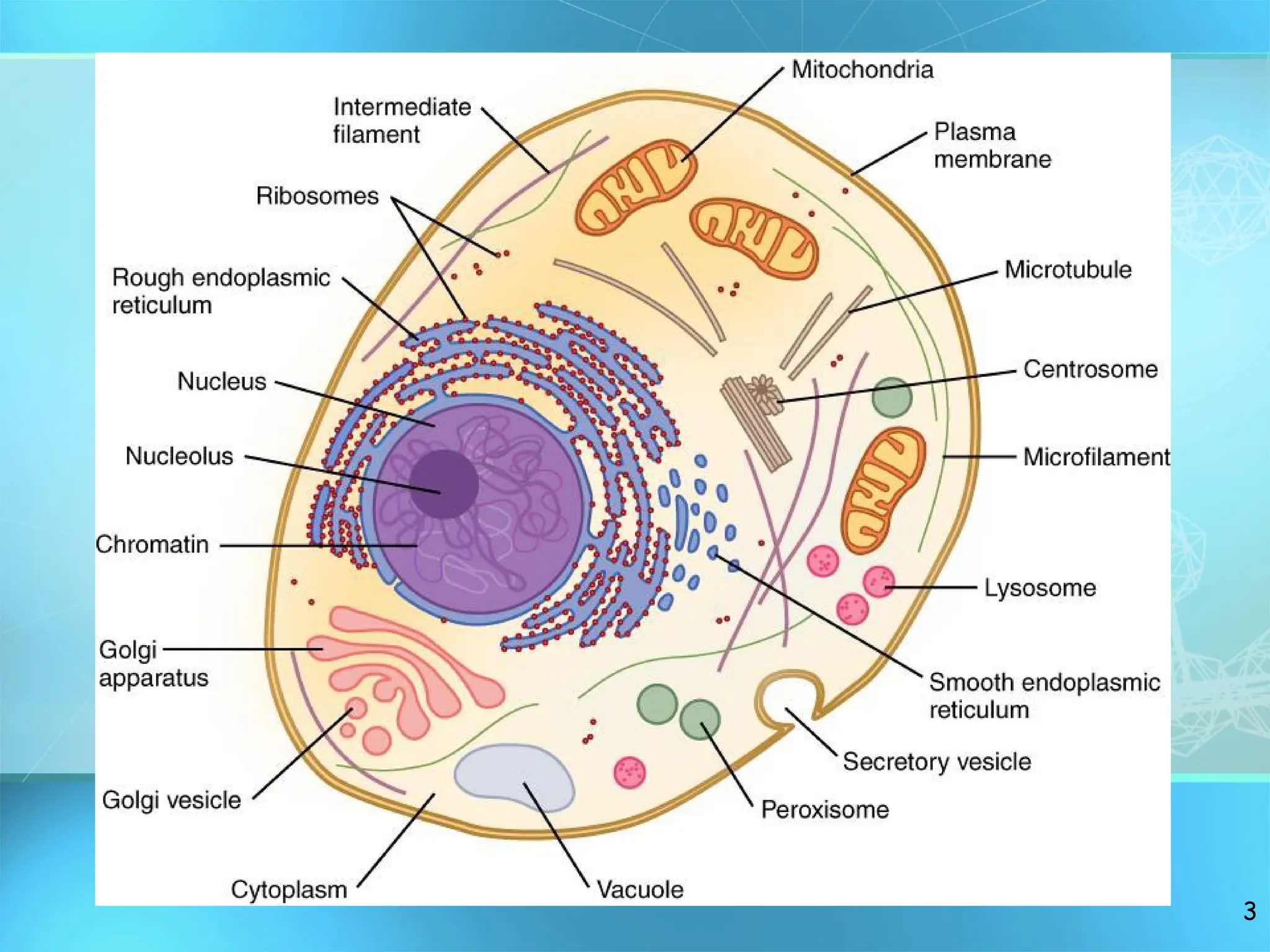 BASIC STRUCTURE OF TYPICAL ANIMAL CELL & TYPES | PPT