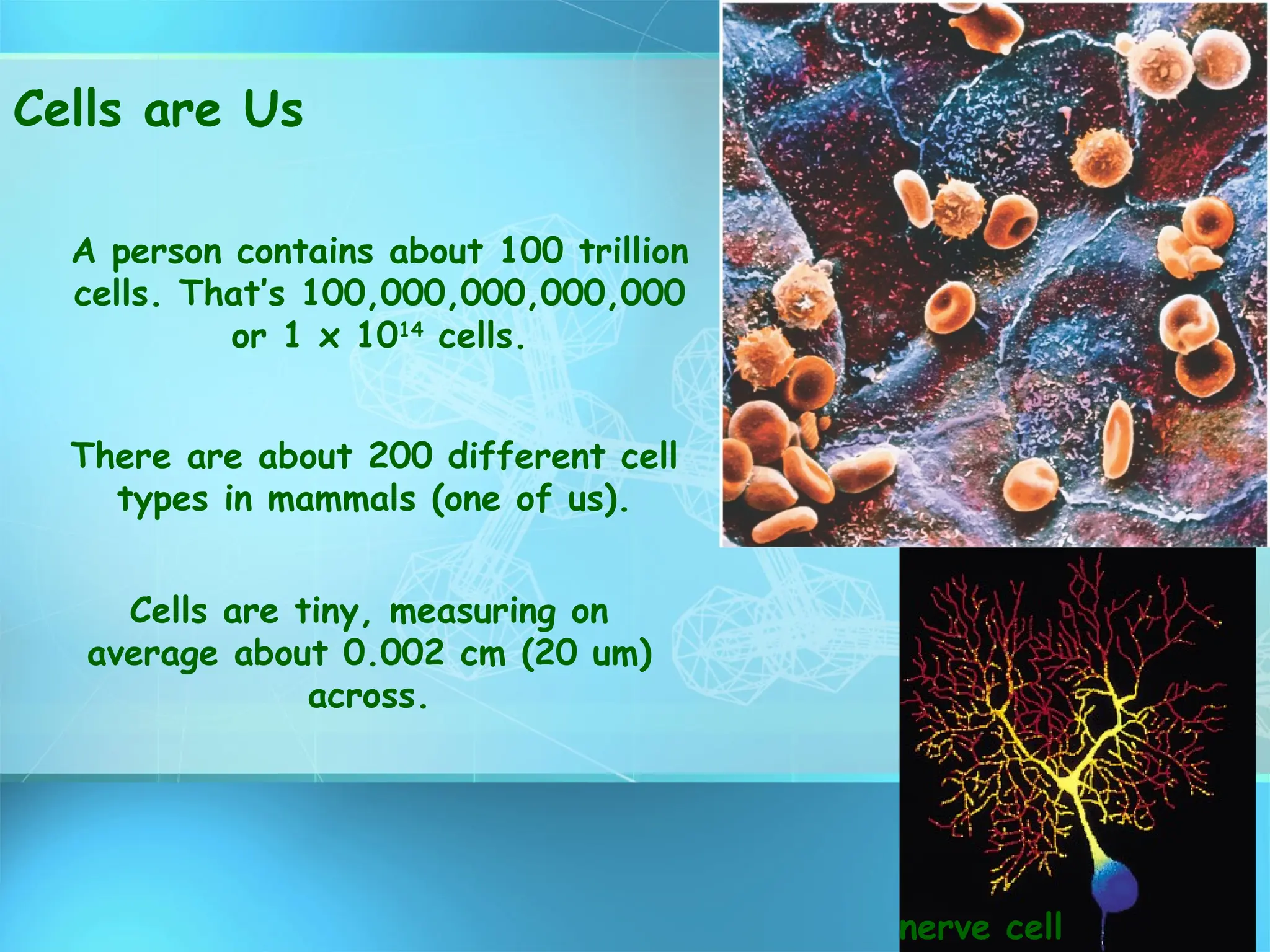 BASIC STRUCTURE OF TYPICAL ANIMAL CELL & TYPES | PPT