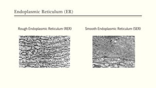 Difference Between Ser And Rer Cell Biology_ Lec. (1).pdf cell biology introduction | PDF
