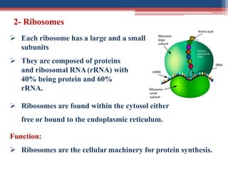 Cell biology lec 1.pdf.pdf