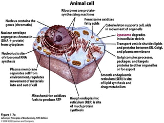 cell biology lecture 1.pptx