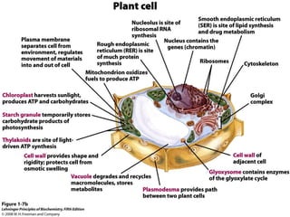 cell biology lecture 1.pptx