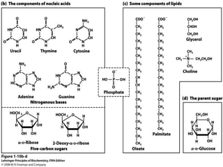 cell biology lecture 1.pptx