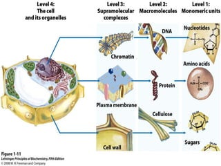 cell biology lecture 1.pptx
