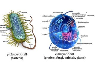 cell biology lecture 1.pptx