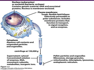 cell biology lecture 1.pptx