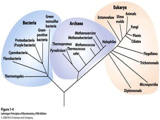 cell biology lecture 1.pptx