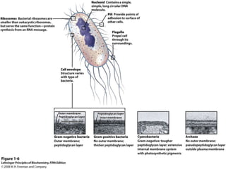cell biology lecture 1.pptx