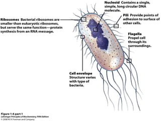cell biology lecture 1.pptx