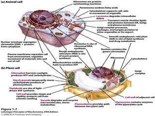 cell biology lecture 1.pptx